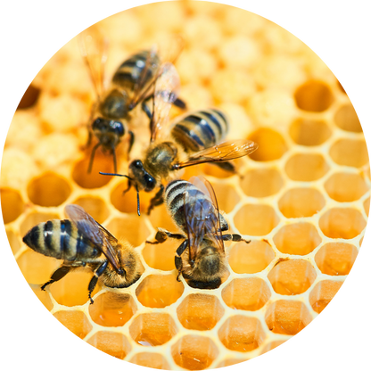TagRecede Bee Venom Spray